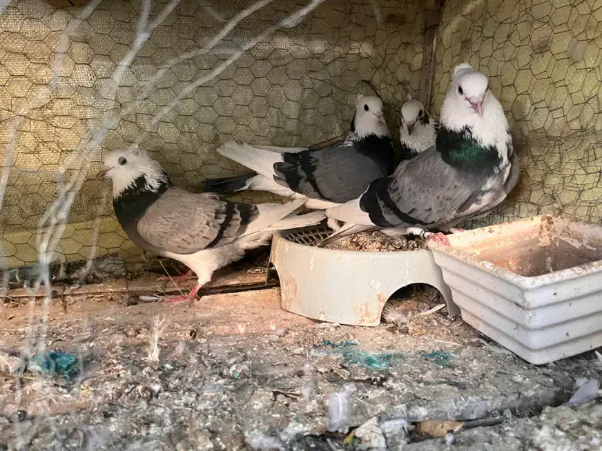 کبوتر شازده|پرنده|عنبرآباد, |دیوار