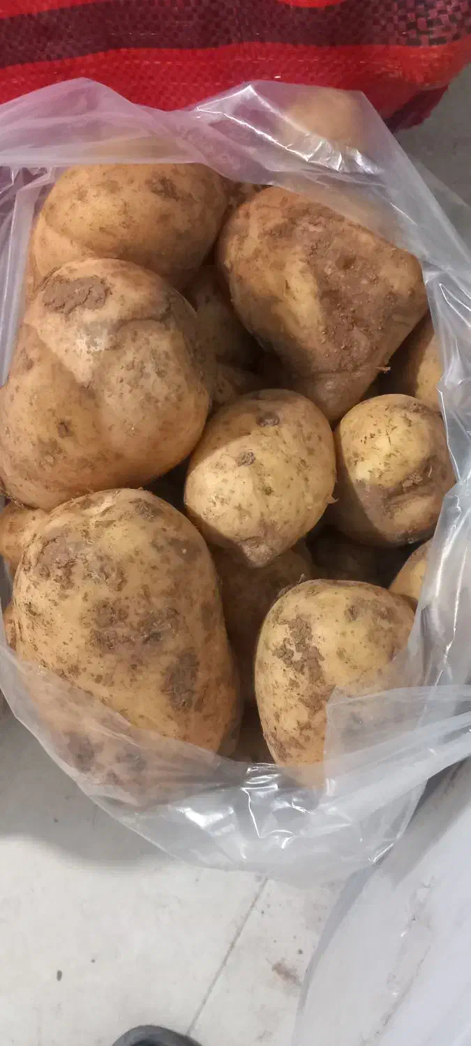 سیب زمینی تازه زرد همدان درجه یک بشرط|خوردنی و آشامیدنی|چهارباغ, |دیوار