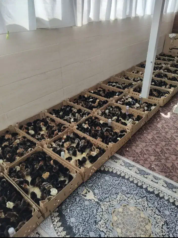 فروش ویژه جوجه محلی|حیوانات مزرعه|شیراز, ارم|دیوار