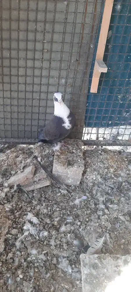 کفتر مخمل و ابلغ|پرنده|شیراز, گل سرخ|دیوار