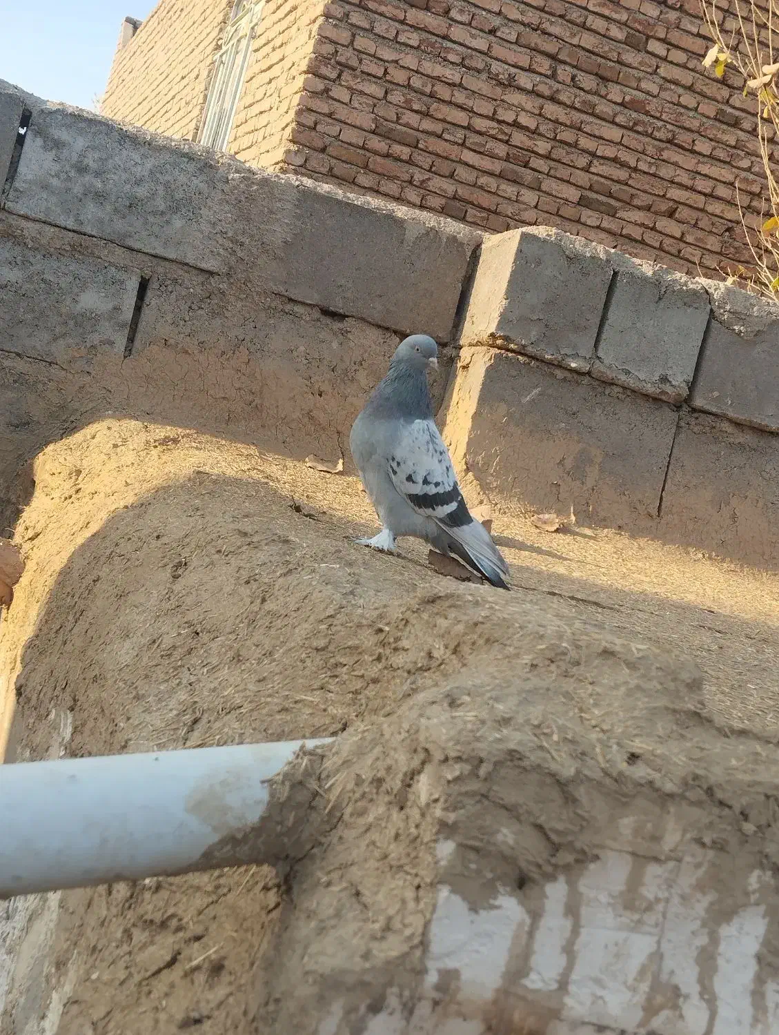 سه تا ترکیه ماده خاس بازی دار وصدادار|پرنده|کشاورز, |دیوار