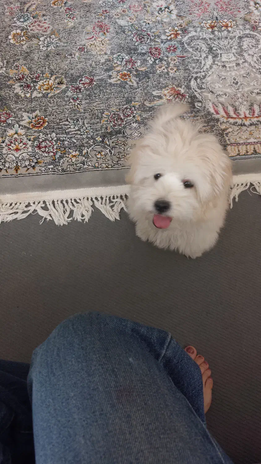 دختر ۵ ماه کوچولو|سگ|حمیدیا, |دیوار