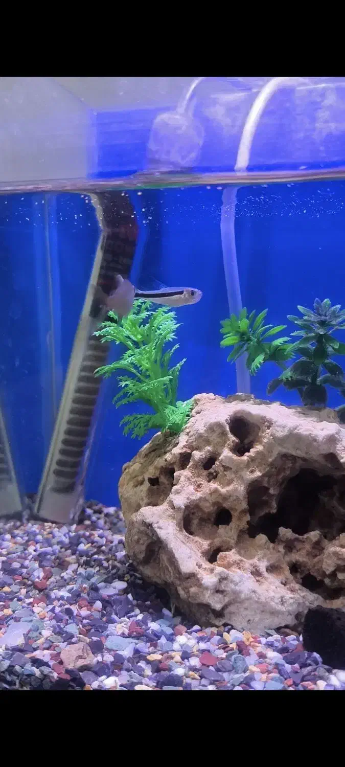 ماهی تترا|ماهی|صحنه, |دیوار