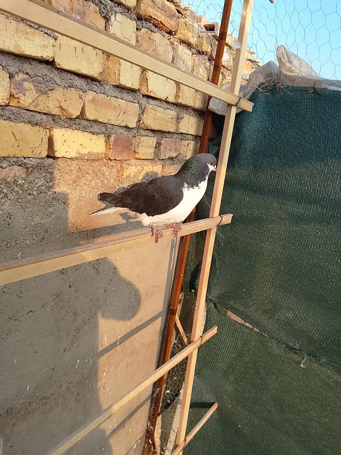 کفتر|پرنده|اردکان, |دیوار