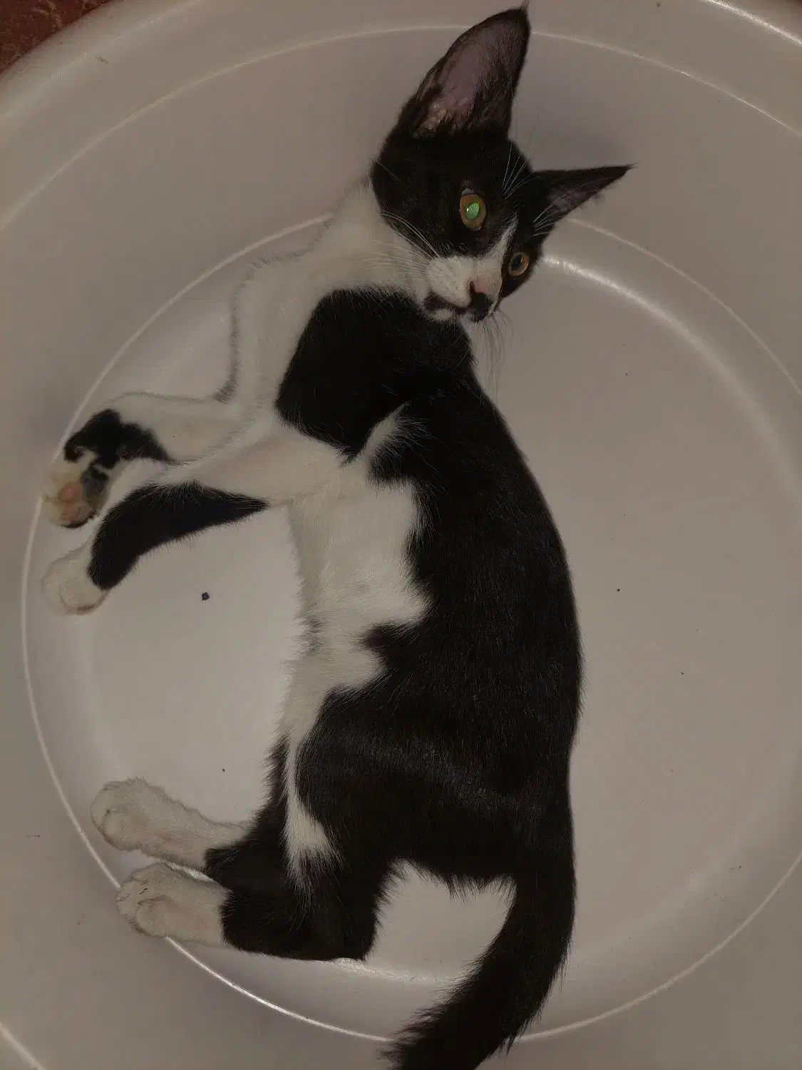 گم شده|حیوانات|چمران, |دیوار