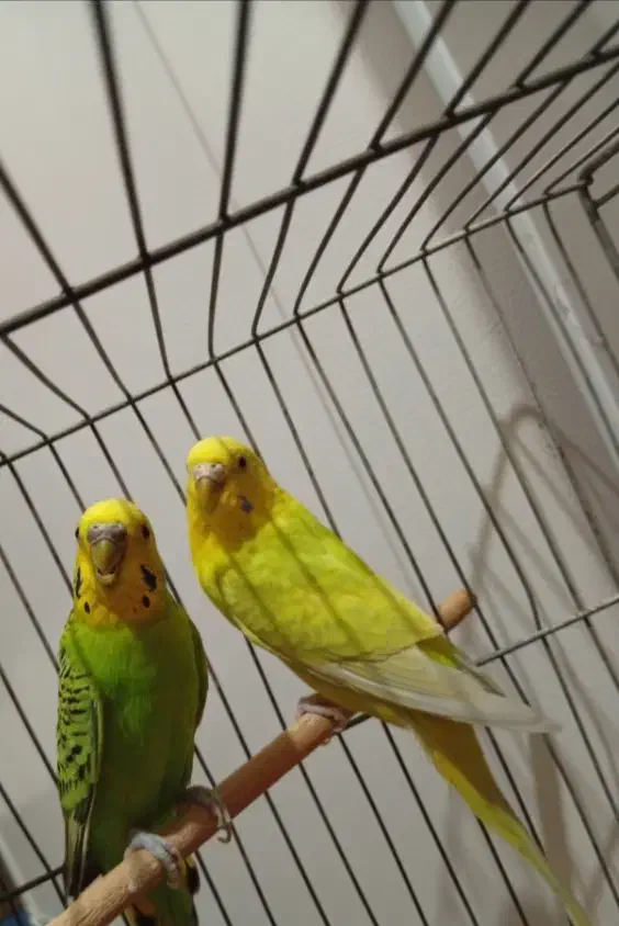 مرغ عشق|پرنده|الوند, |دیوار