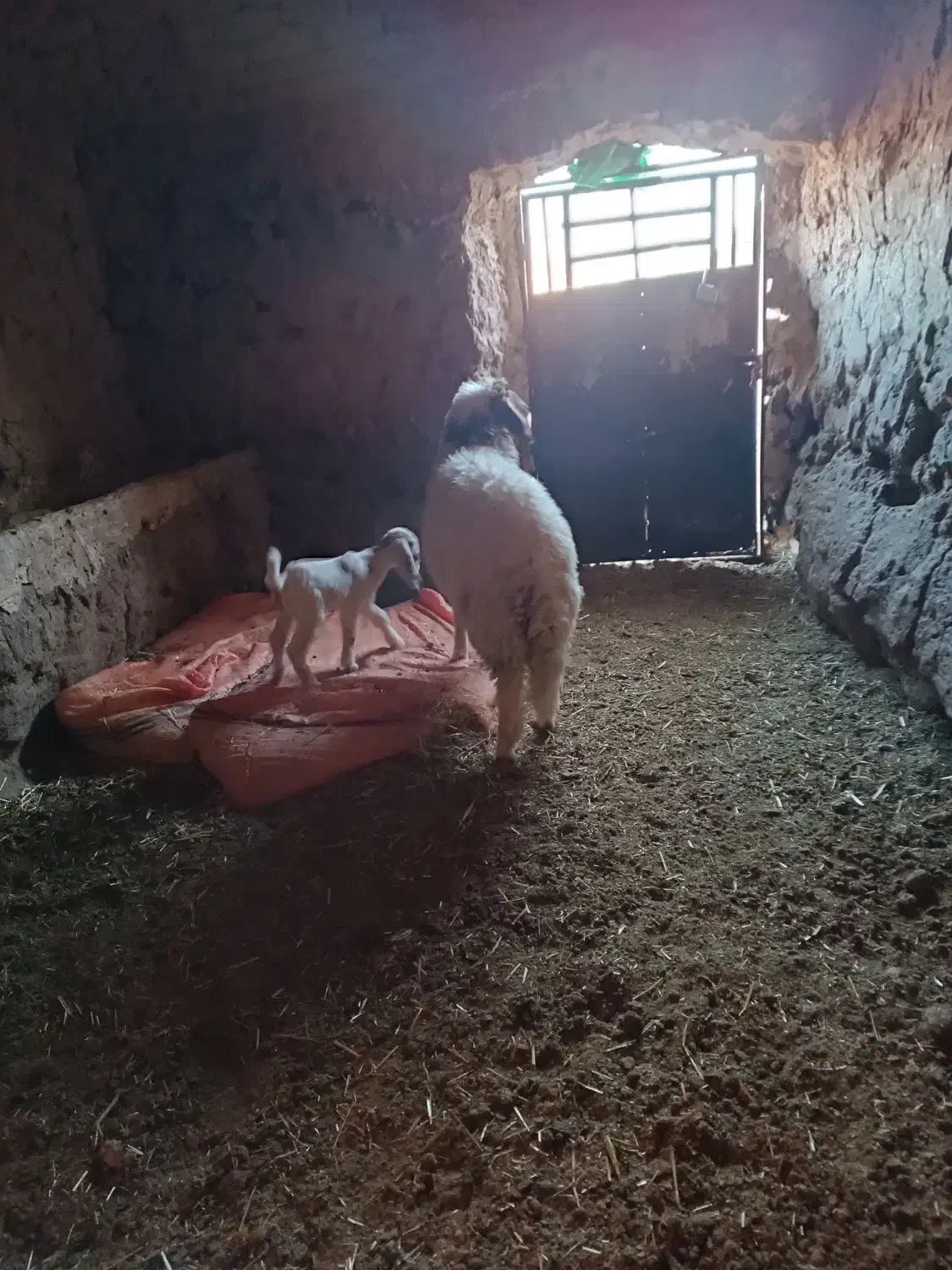 بره گشبور سنجابی|حیوانات مزرعه|تایباد, |دیوار