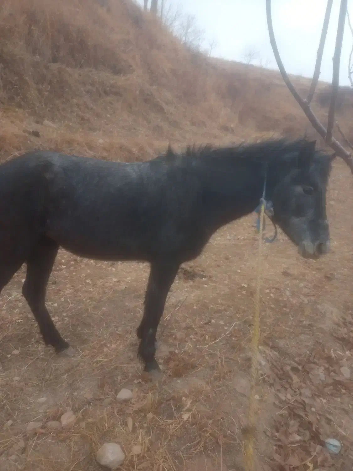 اسب جوان ۴ ساله مادیان تندرو به شرط|اسب و تجهیزات اسبسواری|تبریز, |دیوار