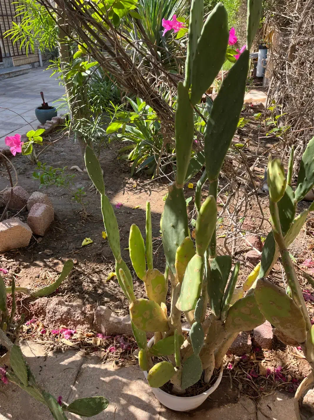 گلدان کاکتوس|گل و گیاه طبیعی|بندر ماهشهر, |دیوار