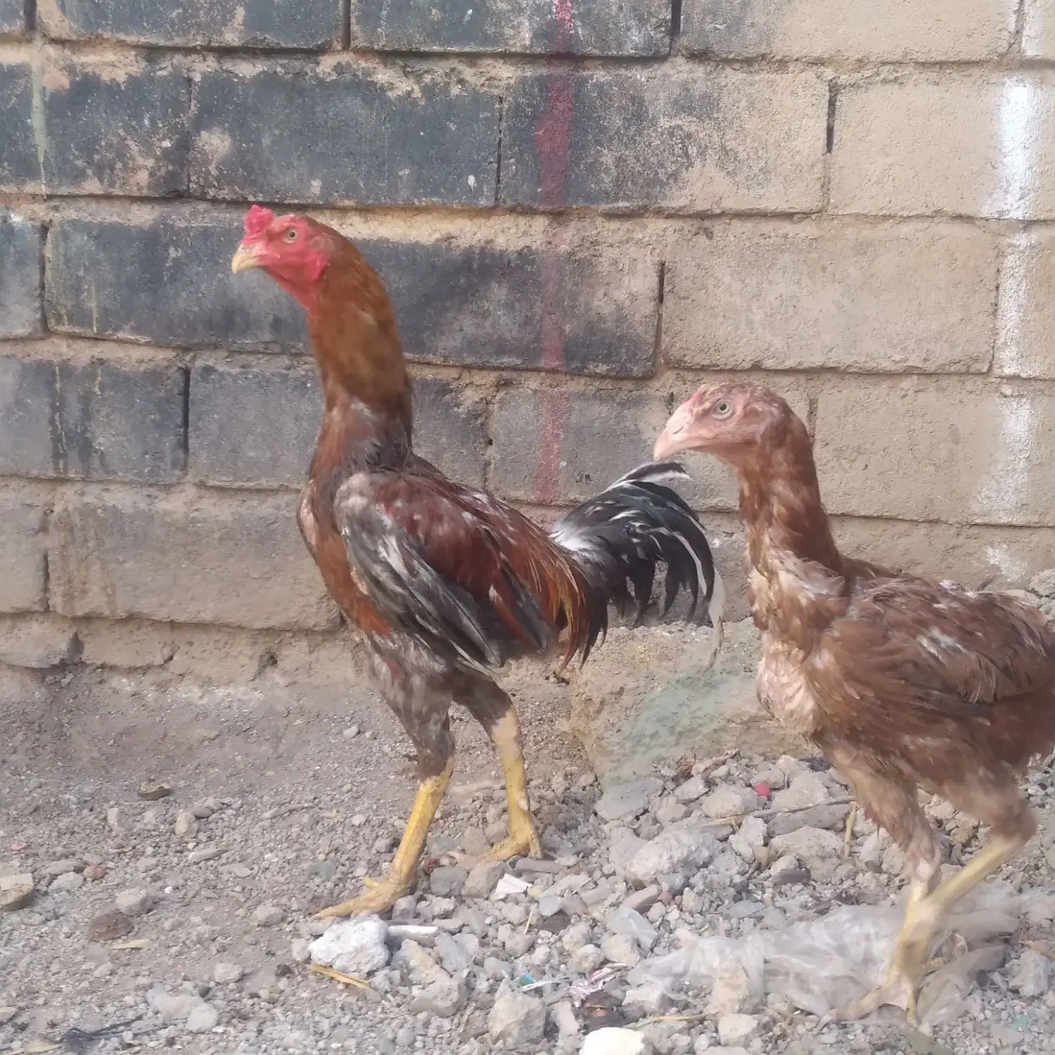 خروس لاری با مرغ|حیوانات مزرعه|خرمدره, |دیوار