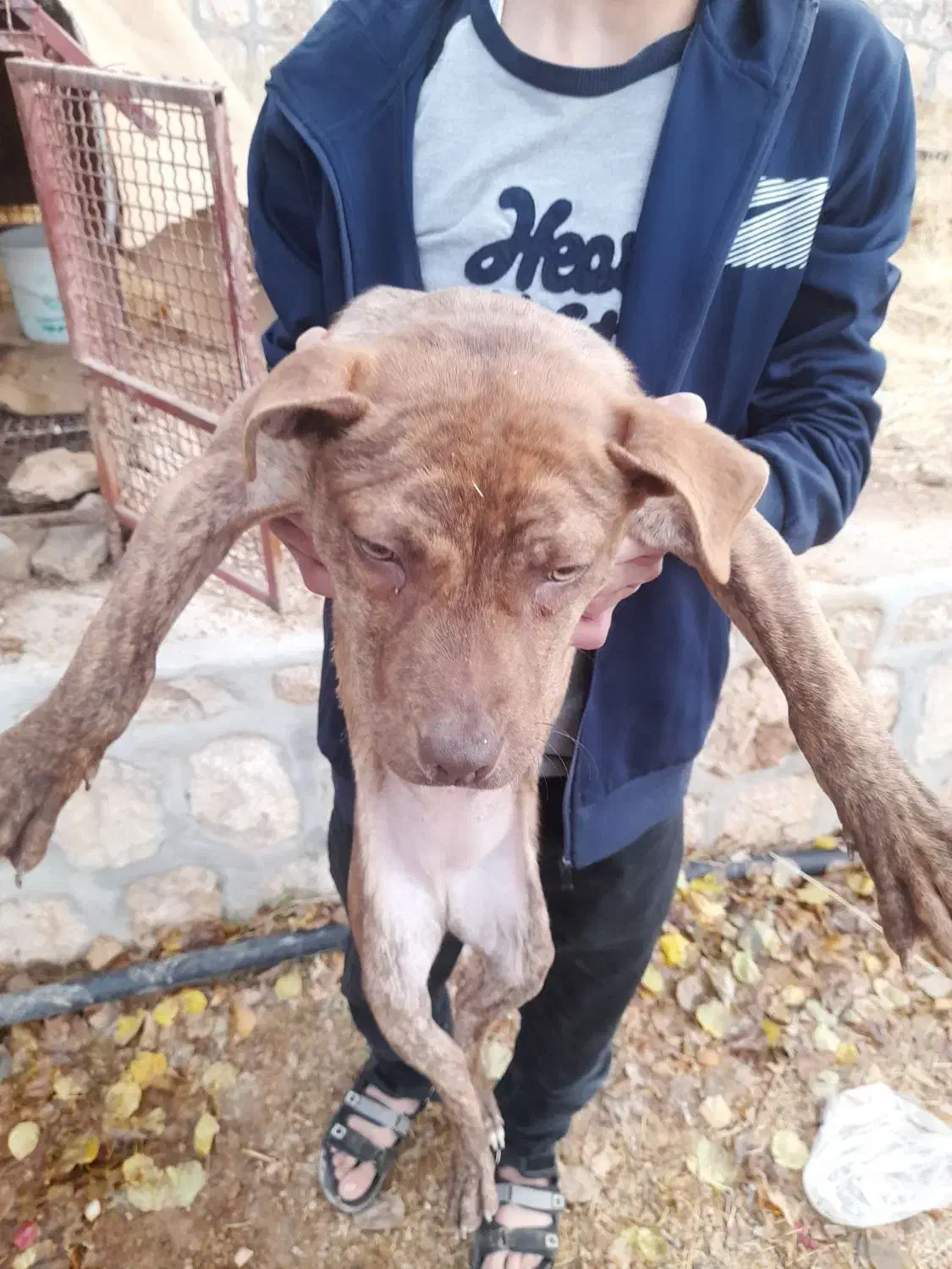 فروشی|سگ|شیراز, زرهی|دیوار