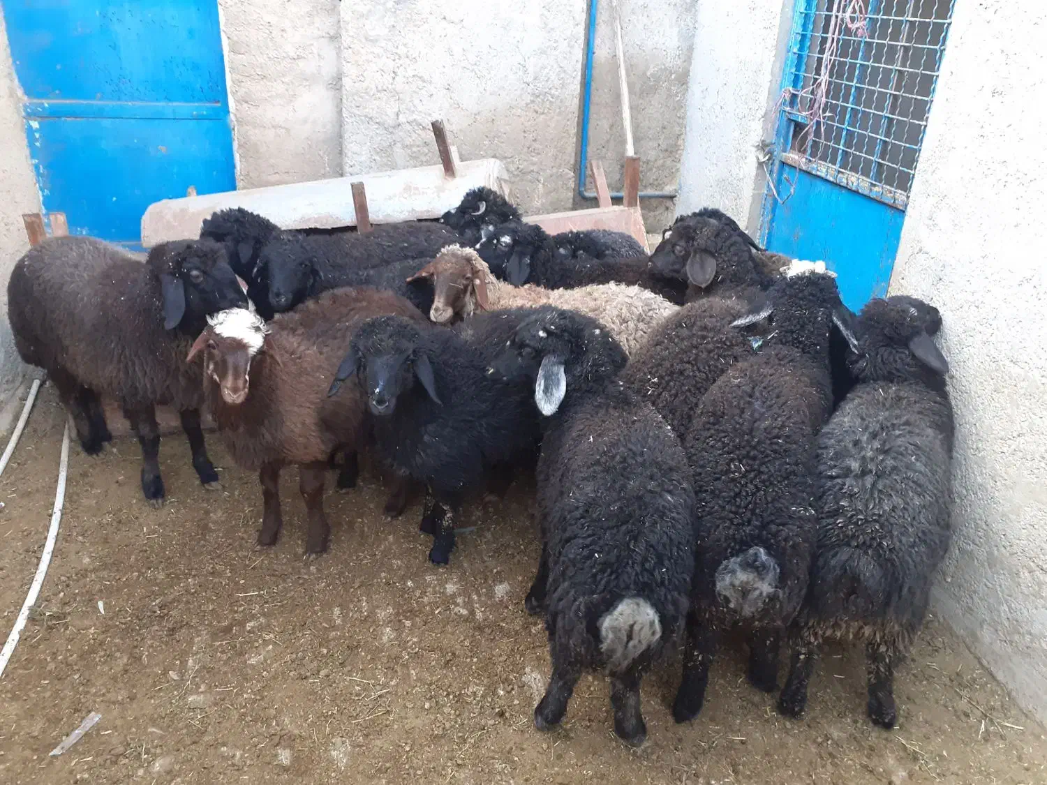 بره بره|حیوانات مزرعه|جوادآباد, |دیوار