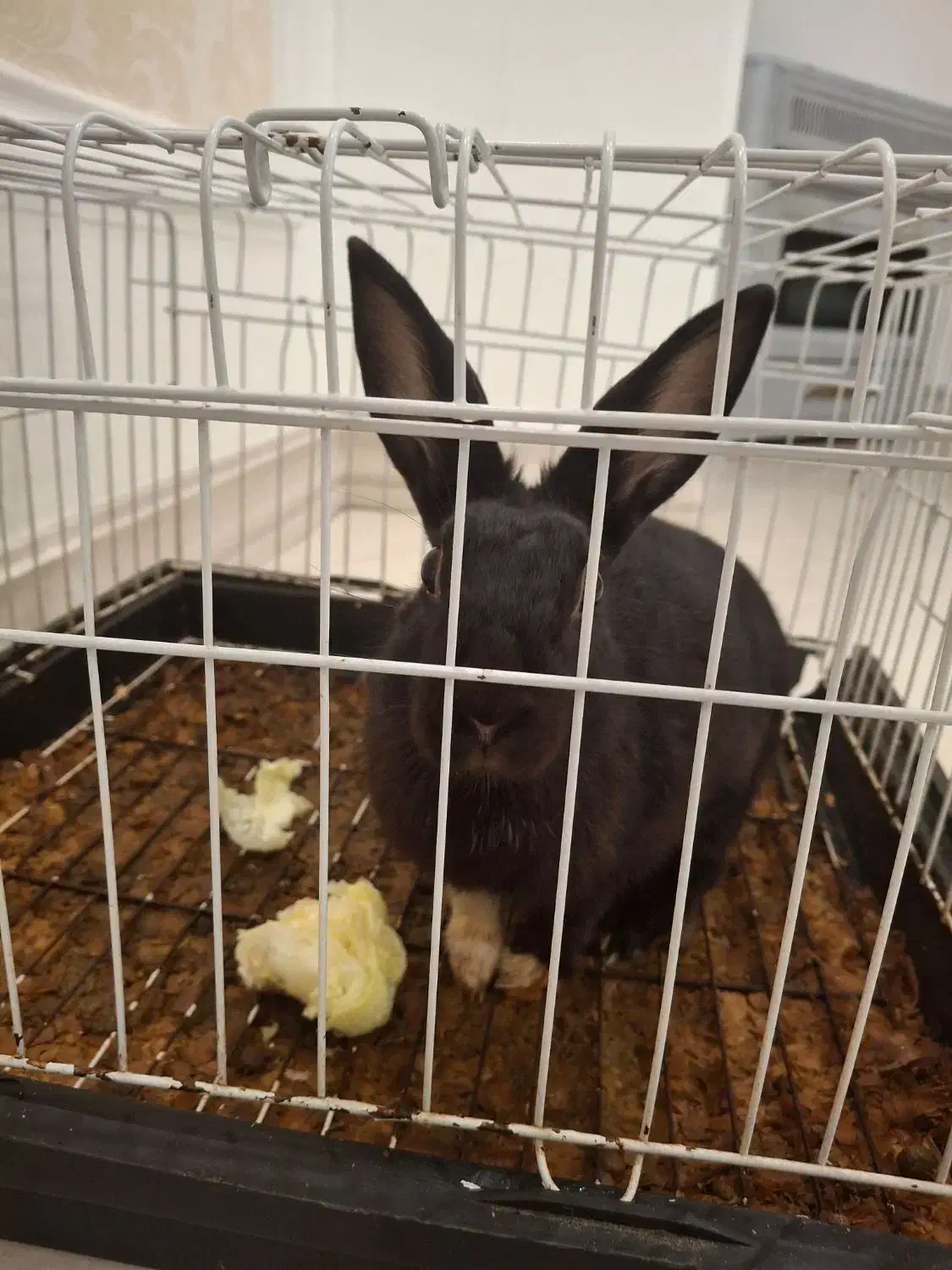 خرگوش ماده|موش و خرگوش|نوشهر, |دیوار