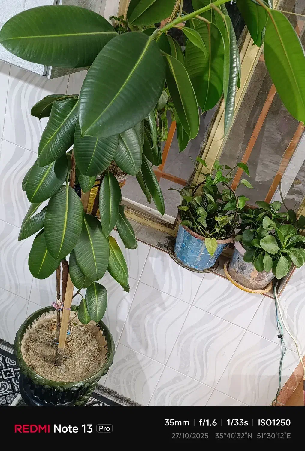 گل تزیینی طبیعی|گل و گیاه طبیعی|اشترینان, |دیوار