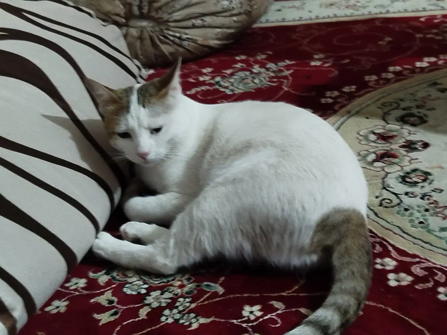 گربه گشمده مژدگانی یک میلیون|حیوانات|زابل, |دیوار