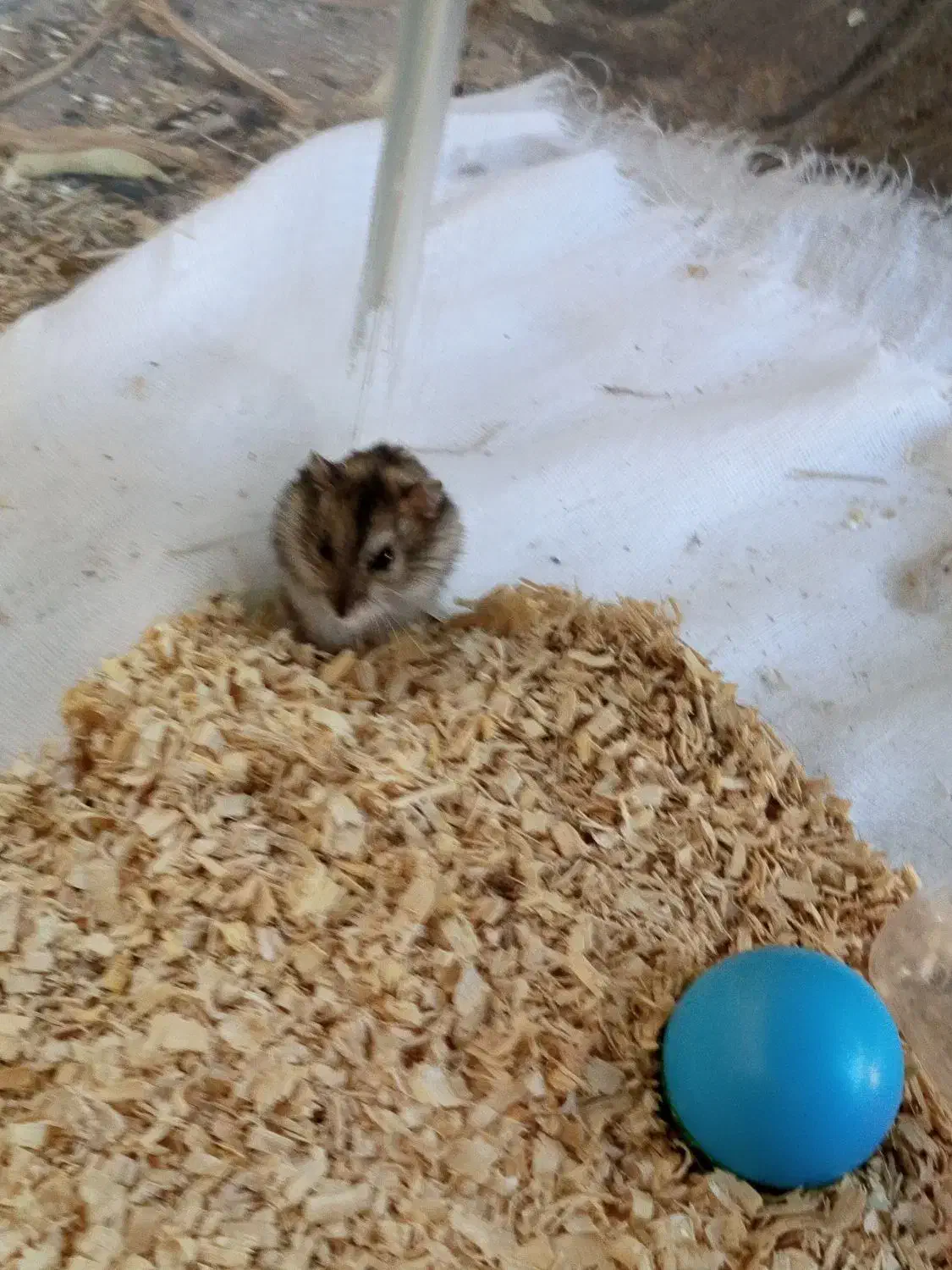 همستر کوتوله|موش و خرگوش|بم, |دیوار