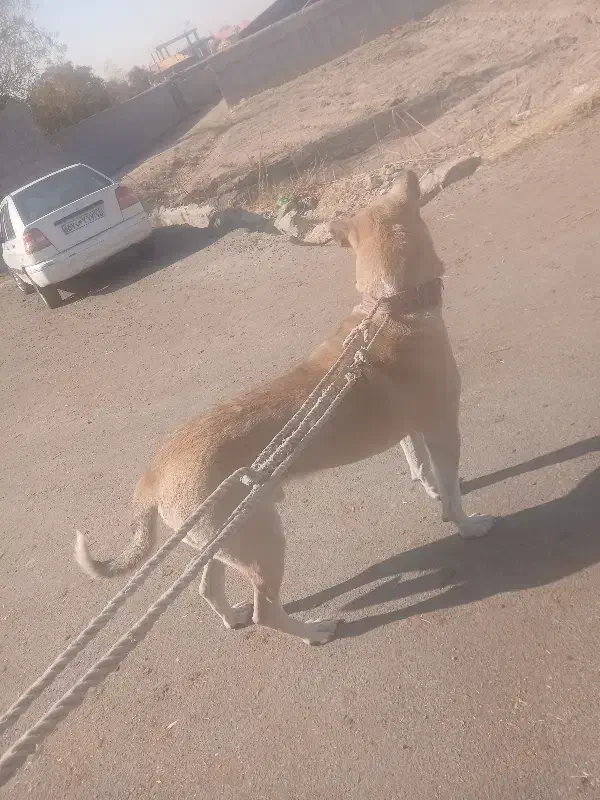 سگ سرابی|سگ|باسمنج, |دیوار