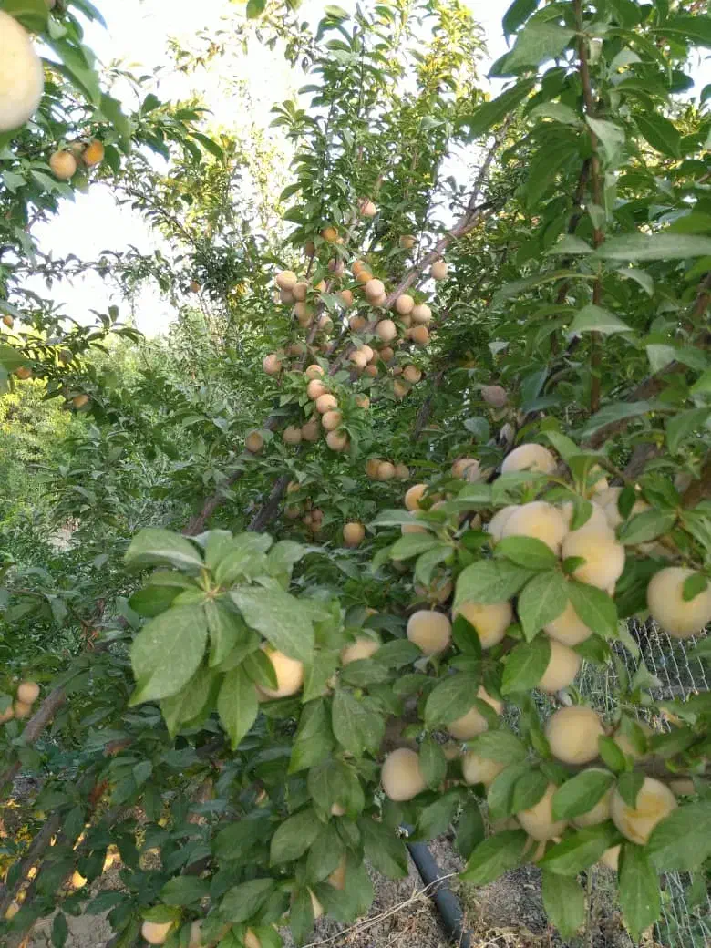 فروش /باغ شهری|فروش زمین و ملک کلنگی|مرودشت, بیست متری بیمارستان|دیوار