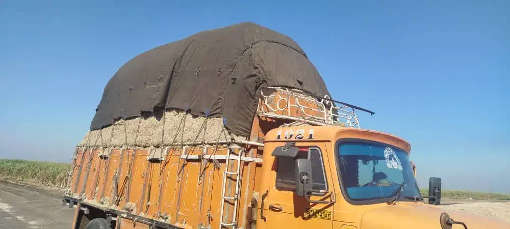 باگاس نیشکر|حیوانات مزرعه|کیش, |دیوار