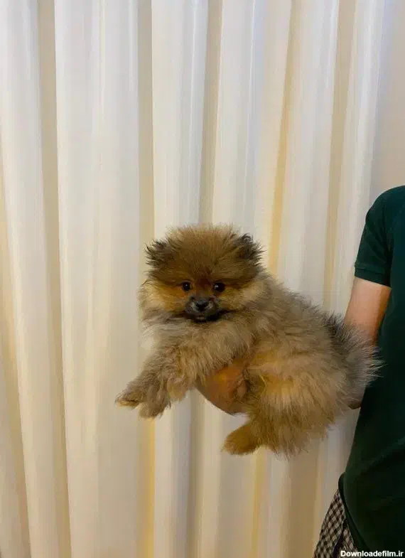 پامرانین و پودل اصیل و عروسکی|سگ|اصفهان, سیچان|دیوار