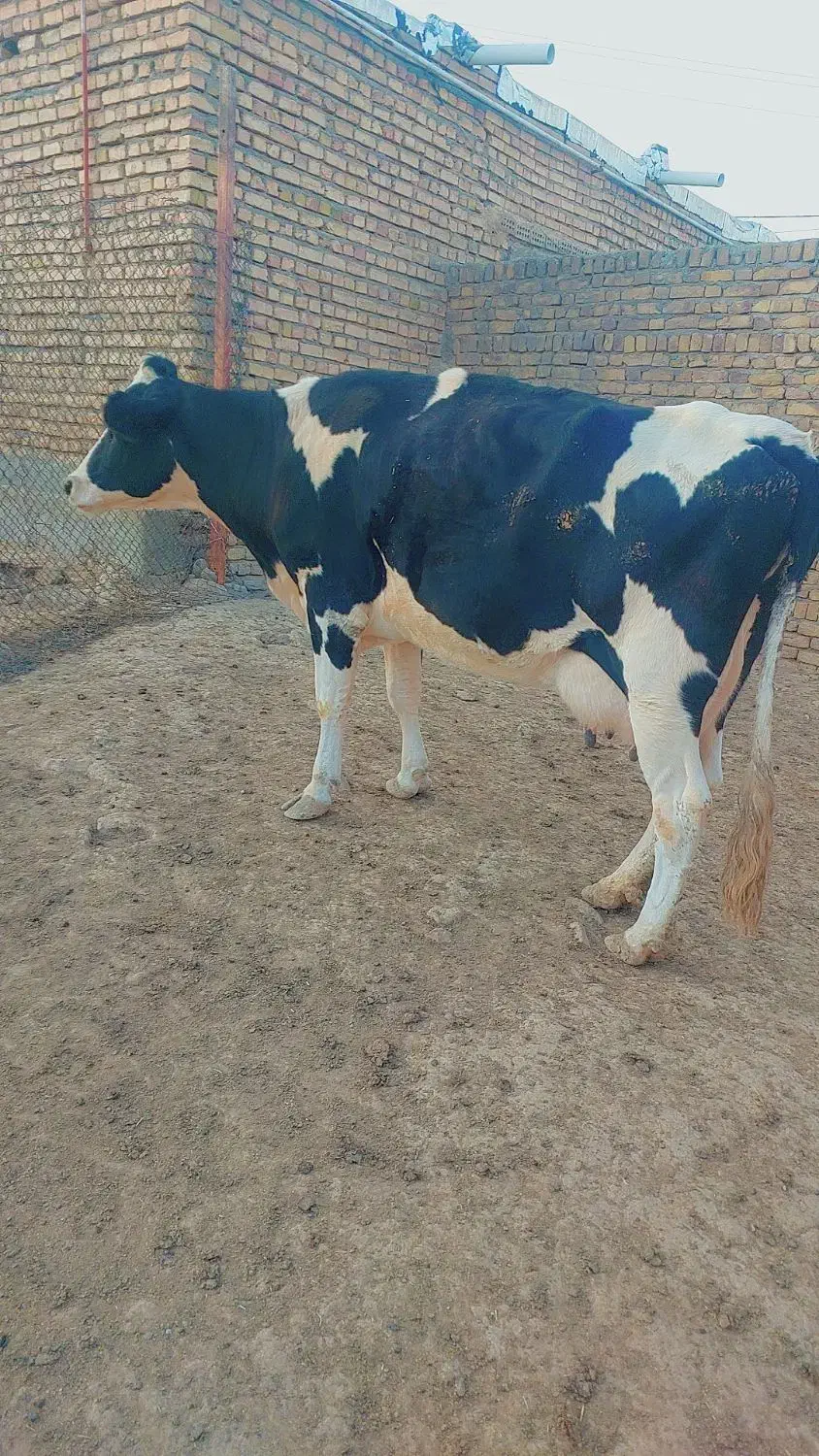 گاو ۳ساله|حیوانات مزرعه|رضویه, |دیوار