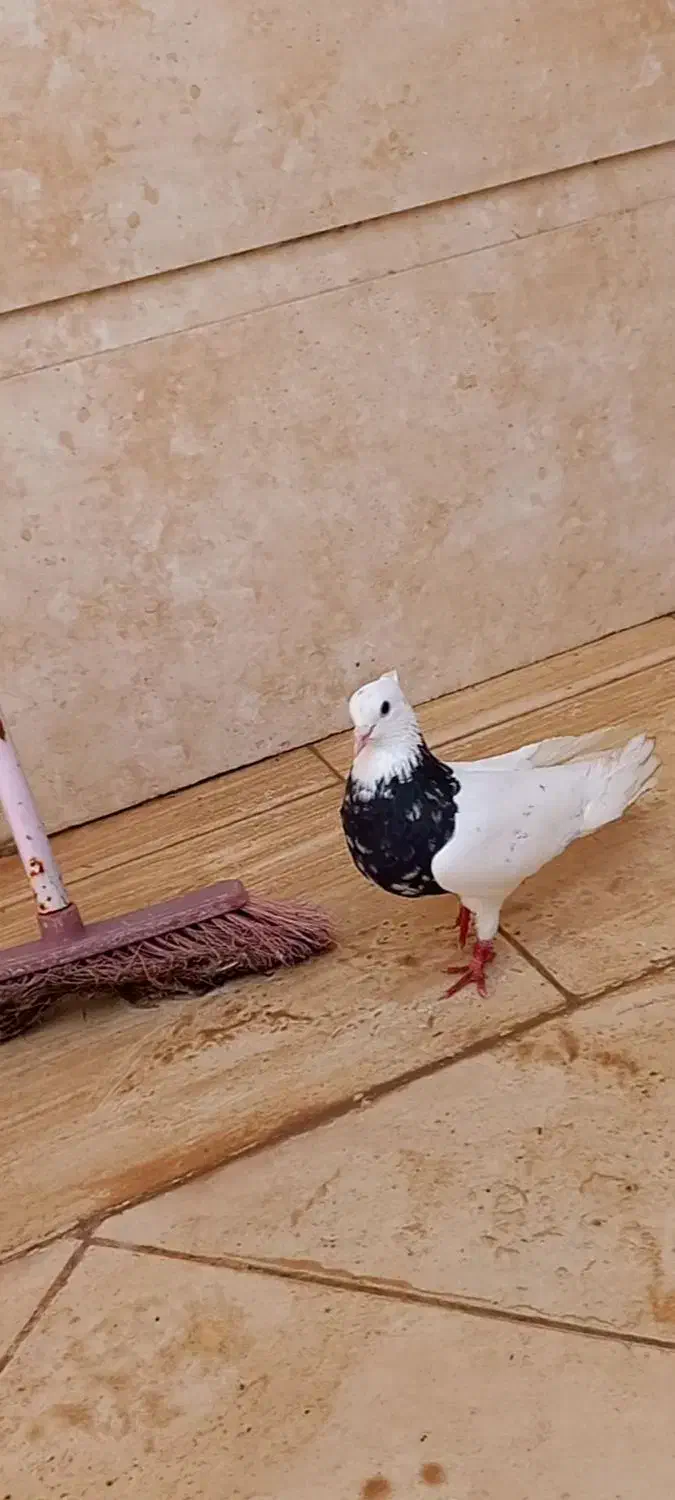 طوقی هفت رنگ|پرنده|شبانکاره, |دیوار