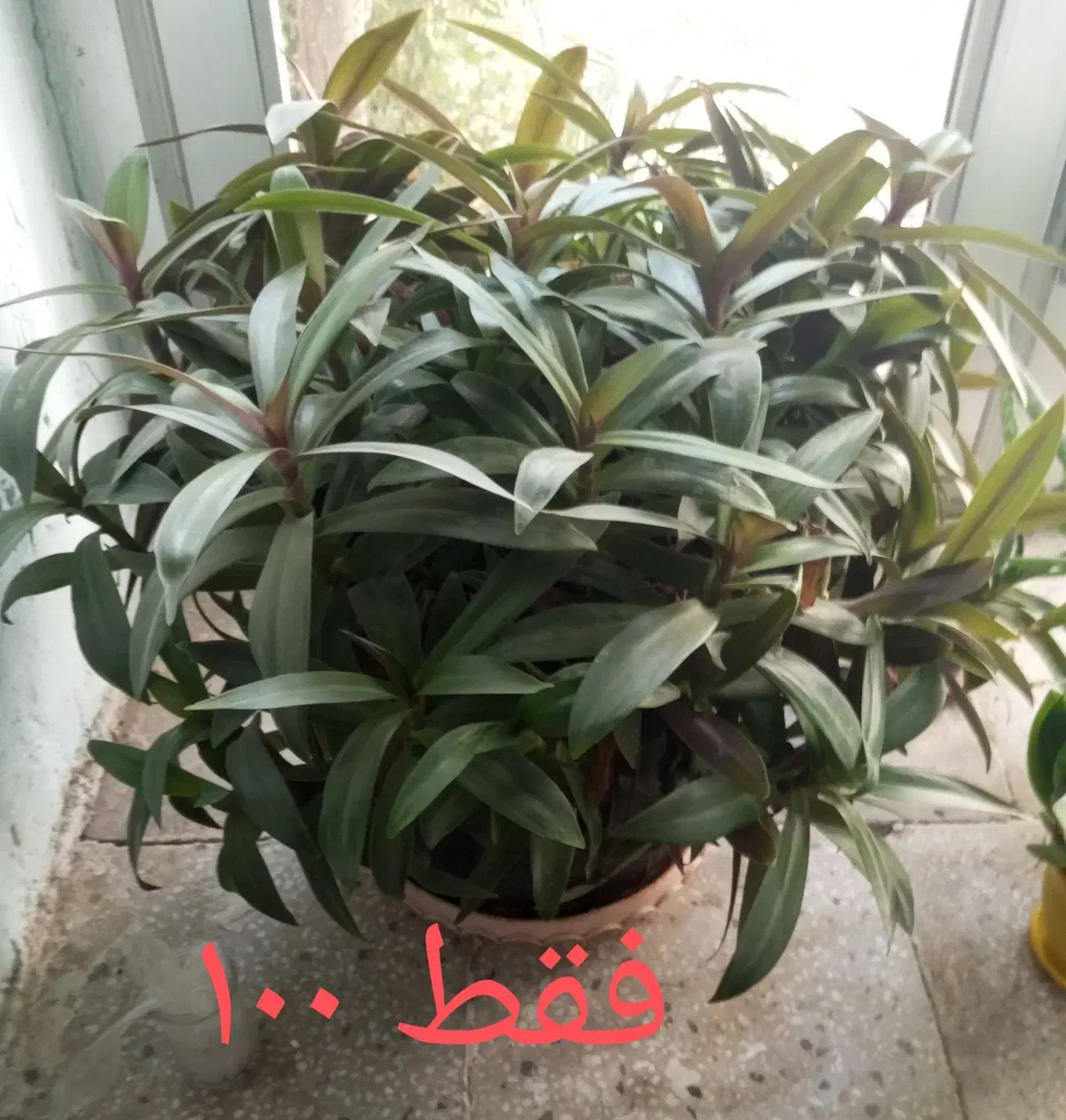 گل طبیعی|گل و گیاه طبیعی|بجنورد, |دیوار