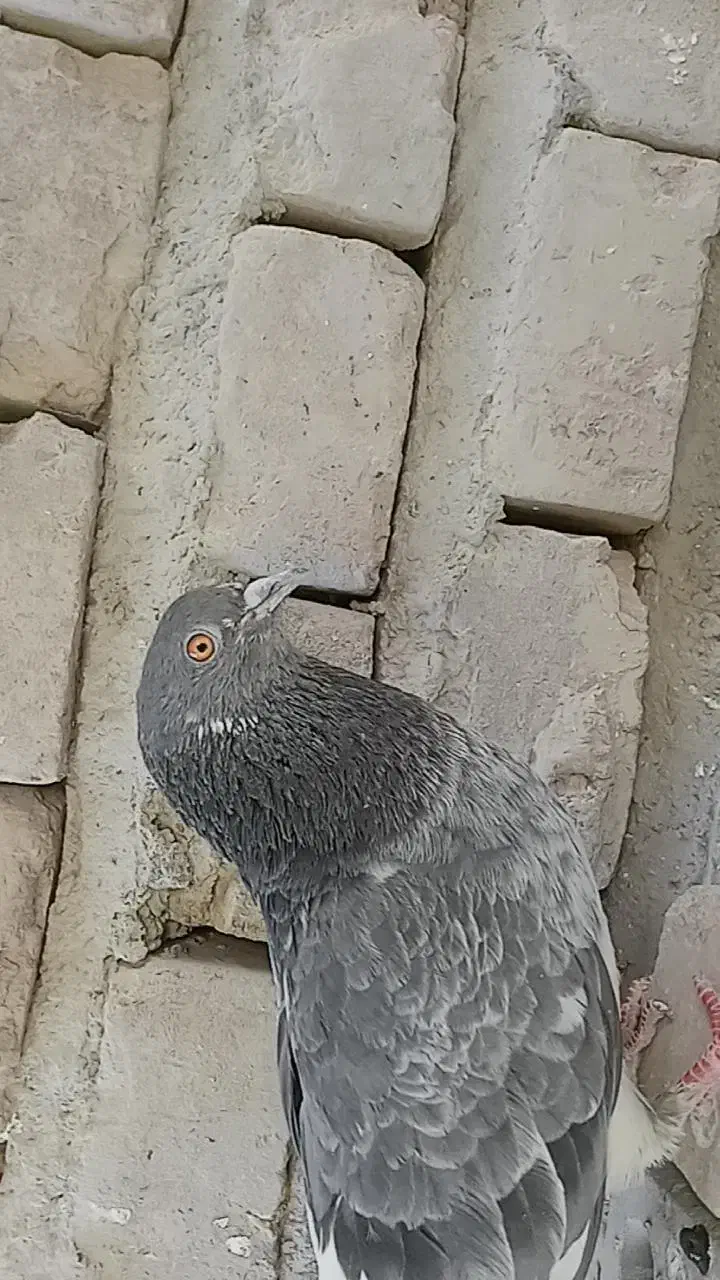 کبوتر پرشی|پرنده|ایرانشهر, |دیوار