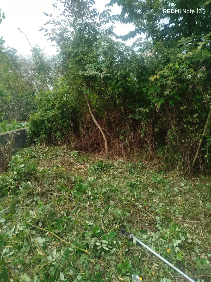 چمن زنی.علفزنی|خدمات باغبانی و درختکاری|رشت, کوی فکوری|دیوار