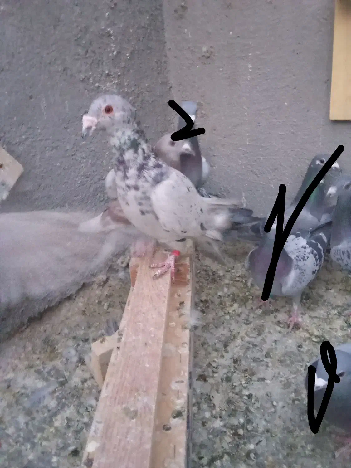 کبوتر|پرنده|رشتخوار, |دیوار