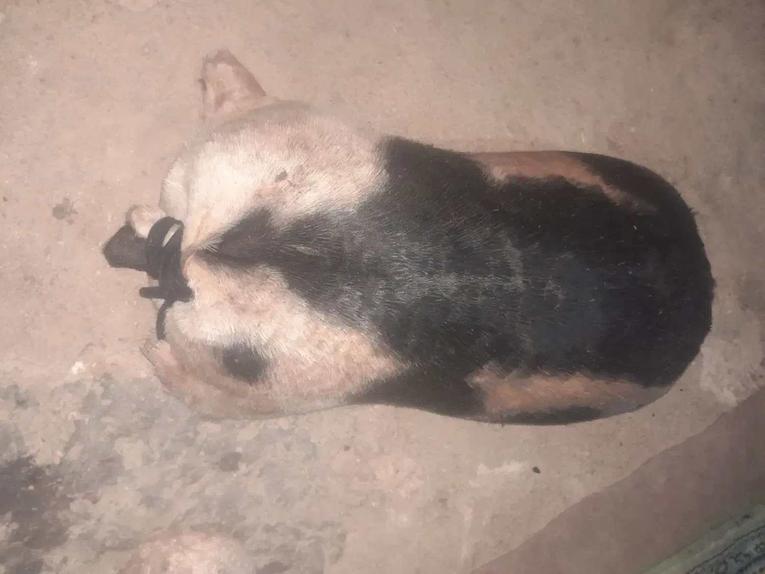 فروش خیگ باکم ترین قیمت|ظروف نگهدارنده، پلاستیکی، یک‌بارمصرف|دهدشت, |دیوار