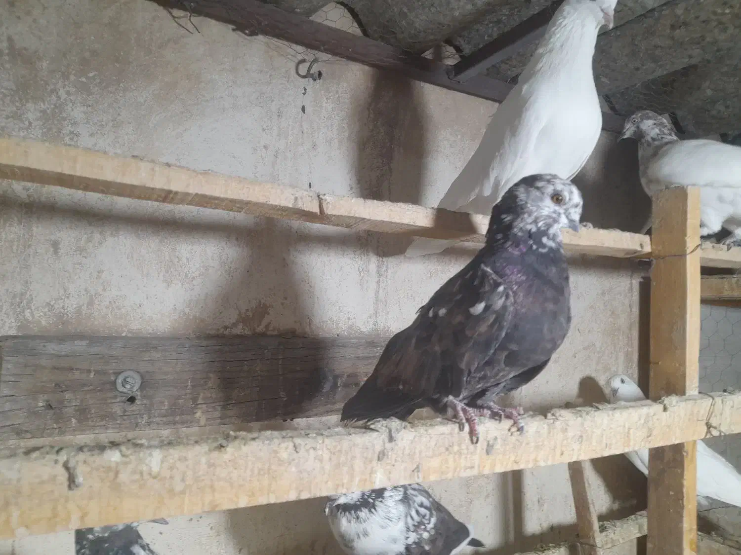 سرور نوک قنار|پرنده|تهران, خانی آباد نو شمالی|دیوار