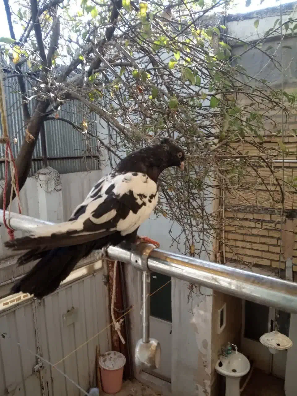 سینه سیاه|پرنده|مشهد, سجادیه|دیوار