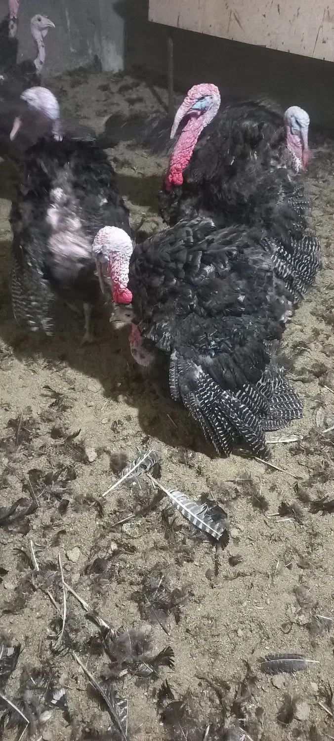 بوقلمون نر پرواری|حیوانات مزرعه|قیدار, |دیوار