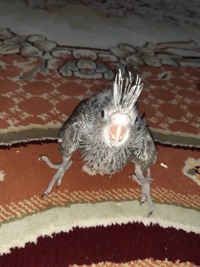 عروس هلندی سرلاکی|پرنده|شیراز, فاضل|دیوار