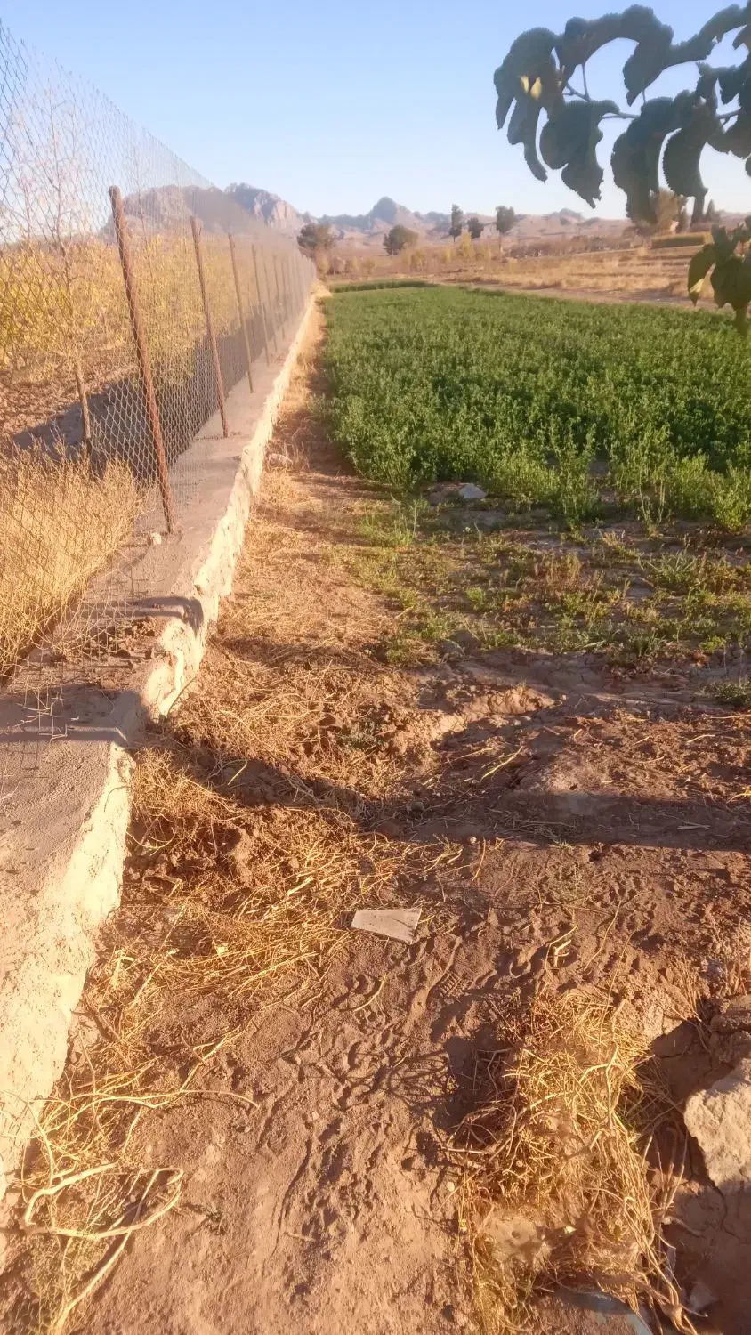 زمین کشاورزی|فروش دفتر صنعتی، کشاورزی، تجاری|خوسف, |دیوار