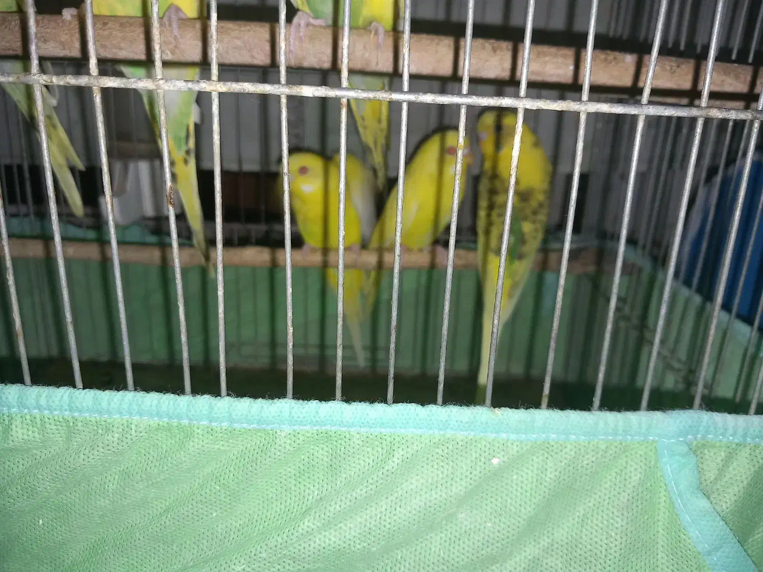 مرغ عشق و فنج|پرنده|خمینیشهر, |دیوار