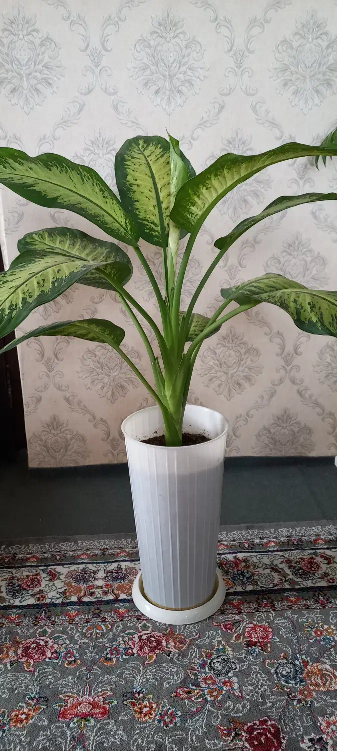 گل دیفن زیبا و شاداب|گل و گیاه طبیعی|لنگرود, |دیوار