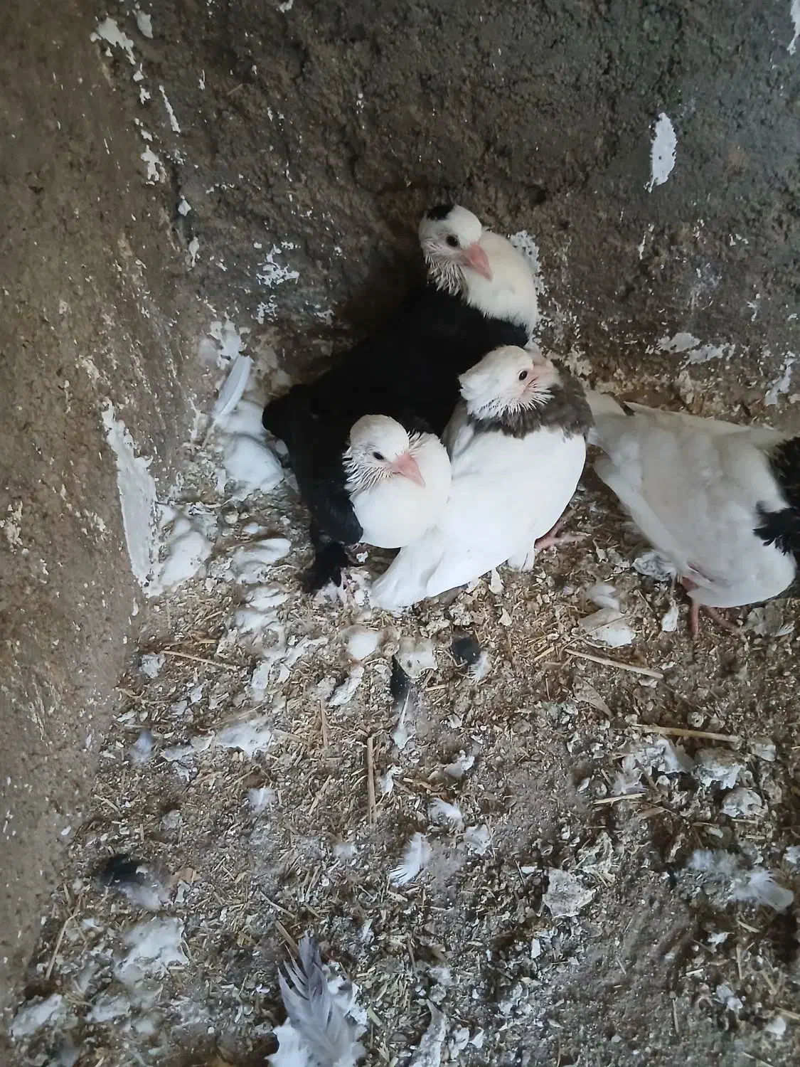 کبوتر طوقی سر سفید|پرنده|الوند, |دیوار