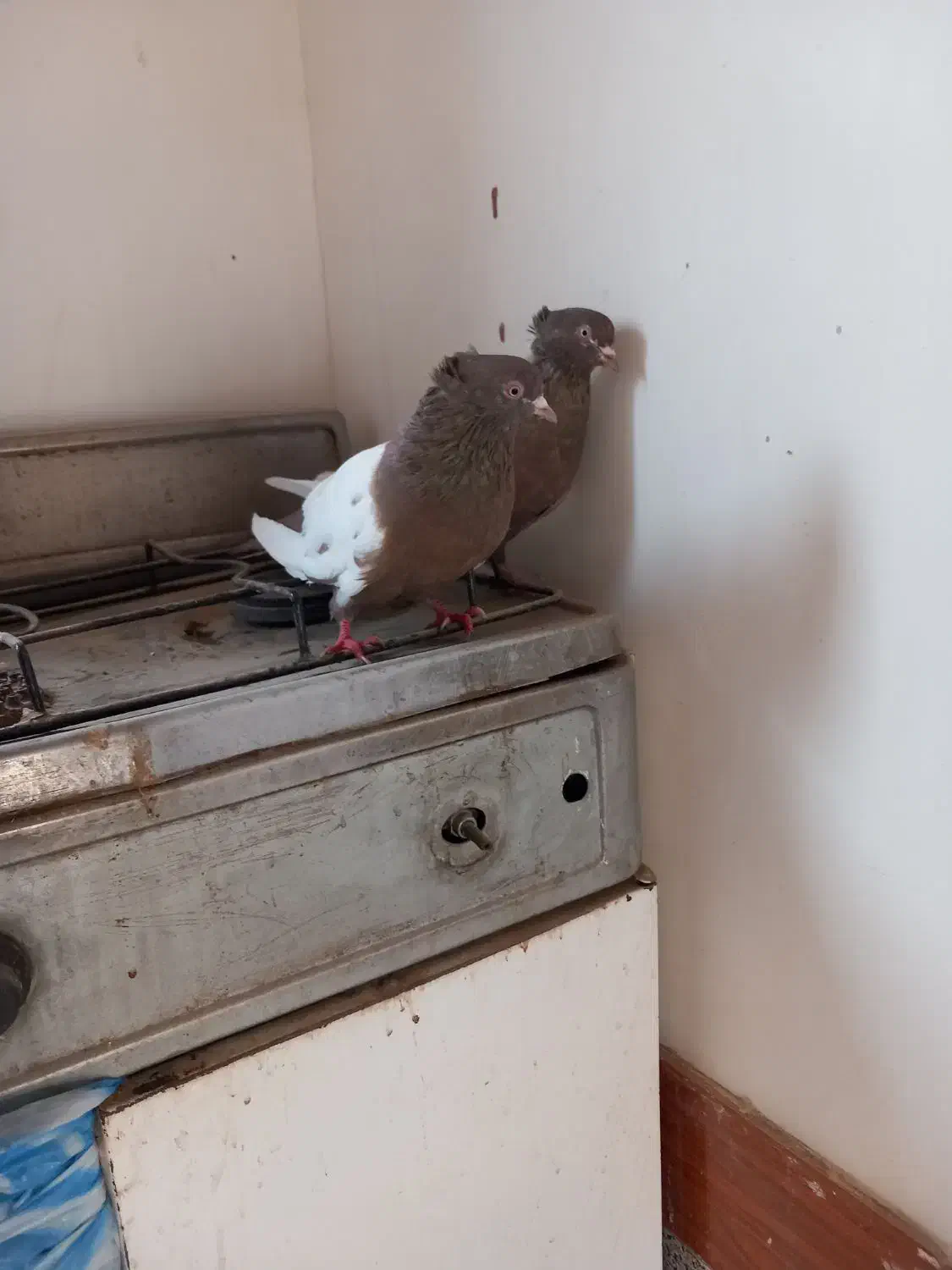 سینه فیلی یا فیلی کینح|پرنده|ملکان, |دیوار