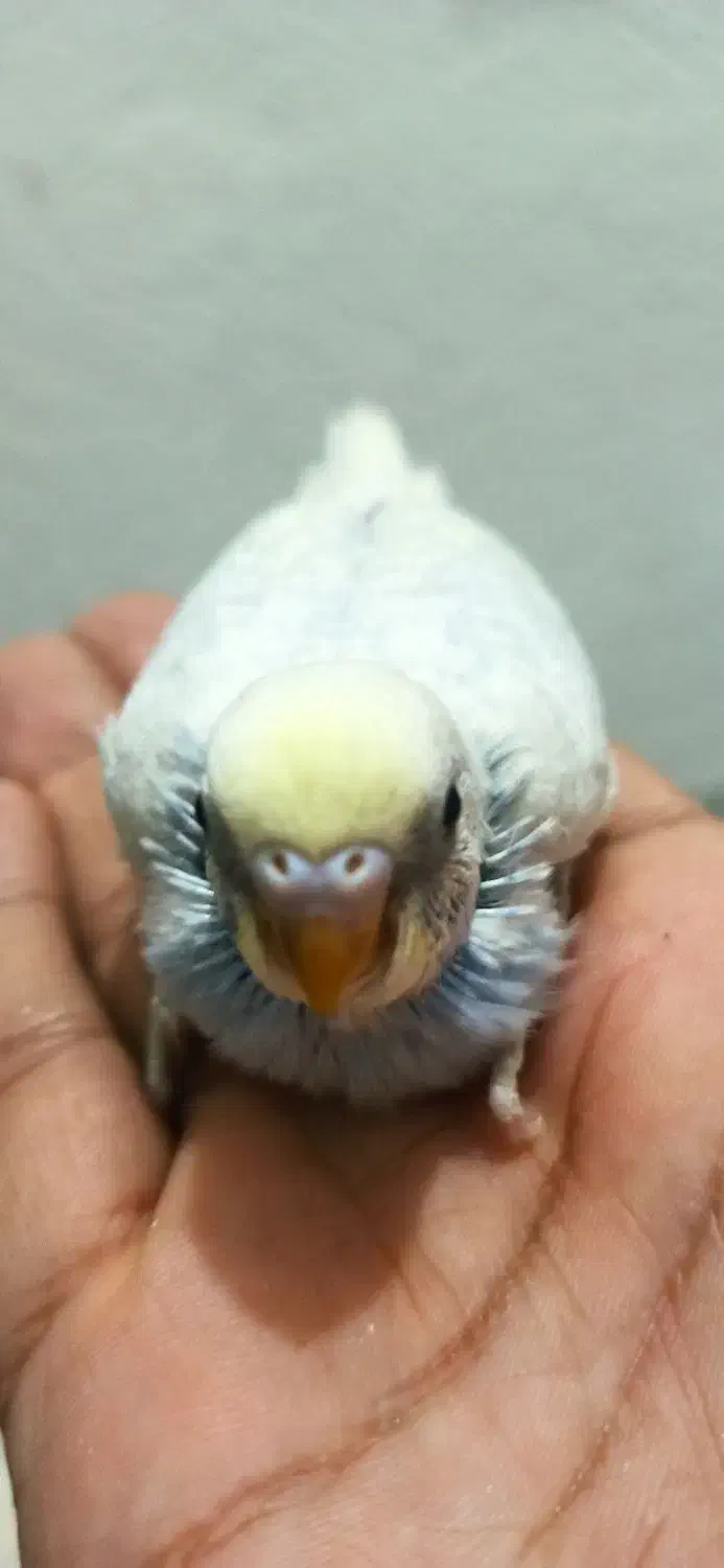 جوجه مرغ عشق زیبا|پرنده|انبارآلوم, |دیوار