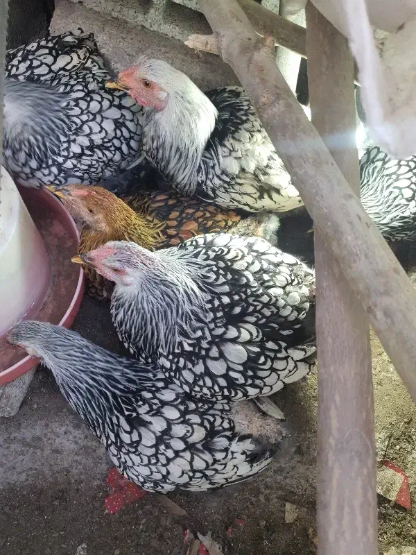 تعدادی نیمچه مرغ ویانروت|حیوانات مزرعه|قم, قم نو|دیوار