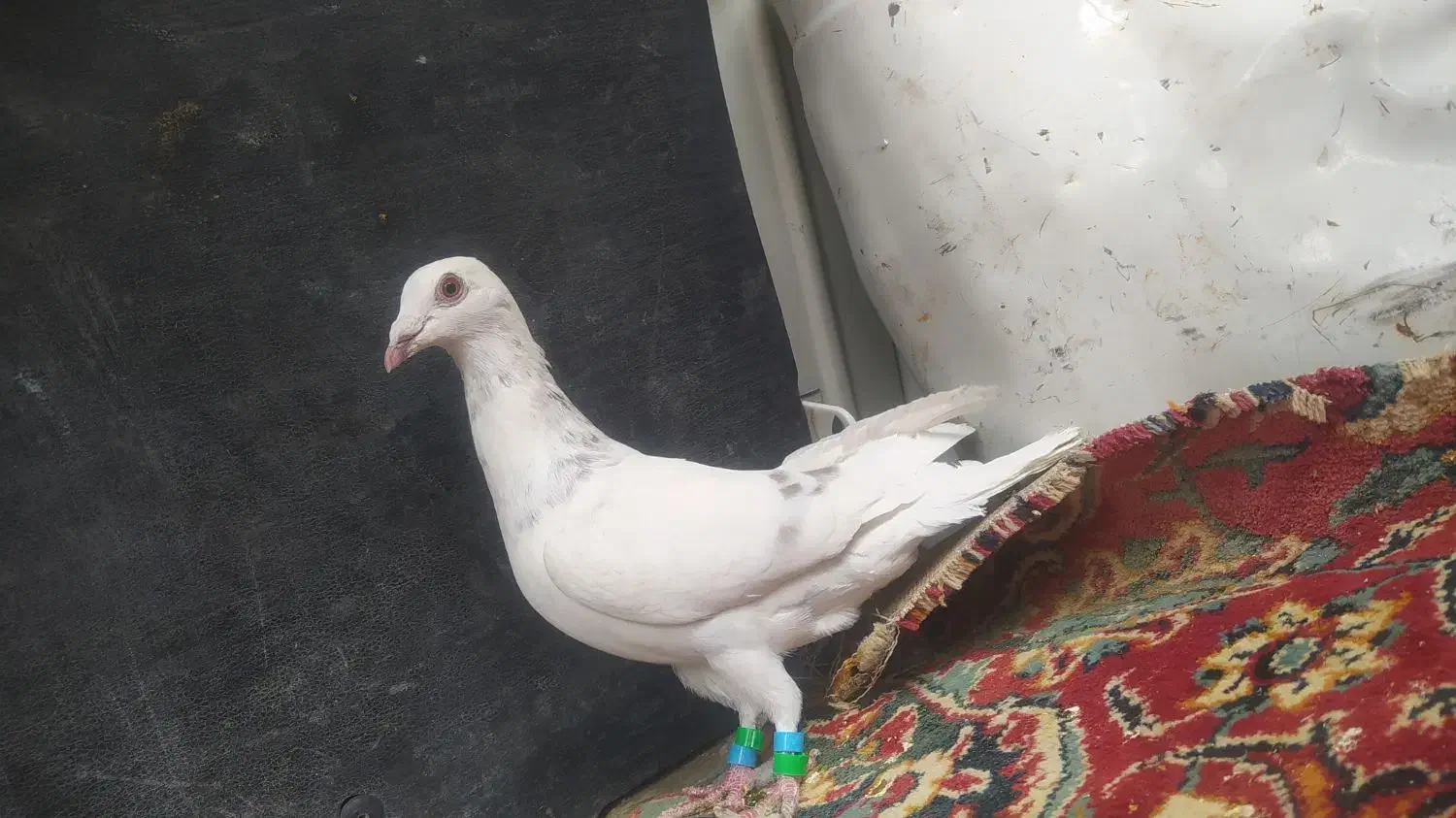 مجسمه کبوتر|مجسمه، تندیس، ماکت|زابل, |دیوار