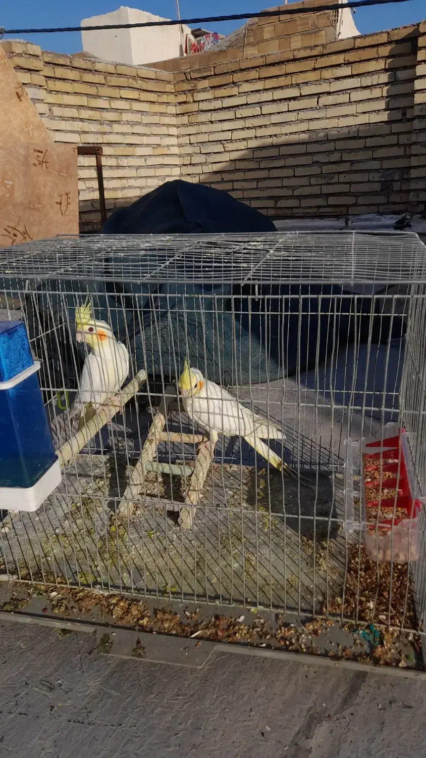 عروس هلندی معاوضه بامرغ|پرنده|دزفول, |دیوار