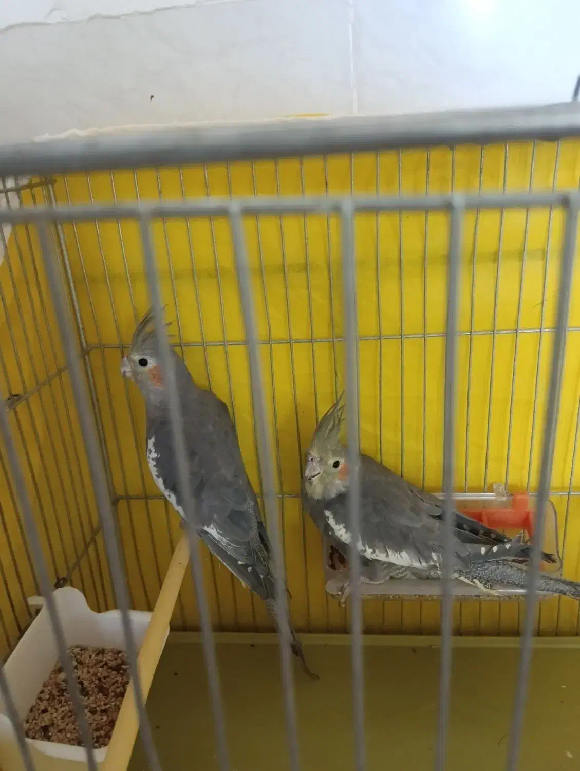 فروش عروس هلندی|پرنده|زاینده رود, |دیوار