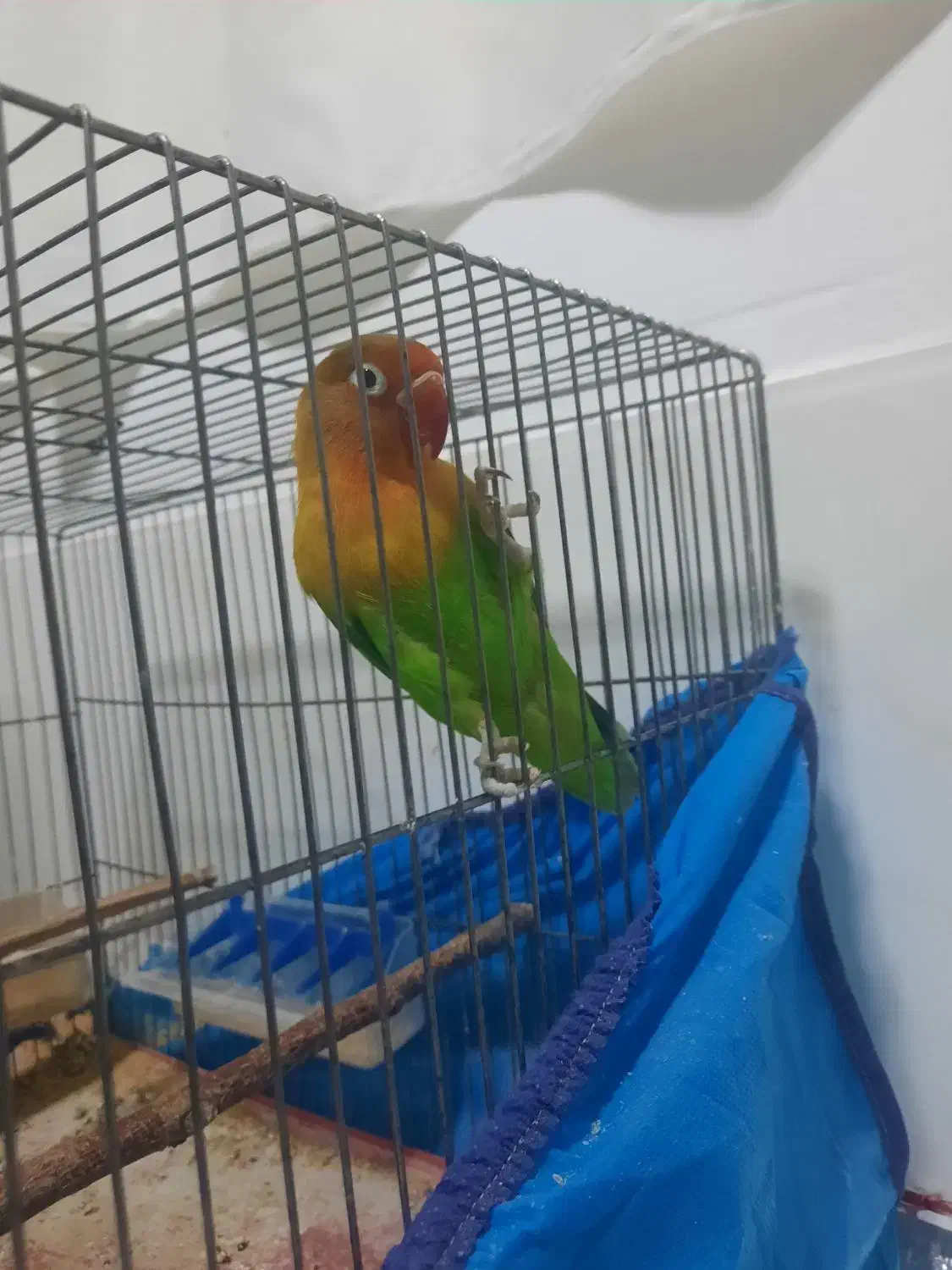 کوتوله برزیلی|پرنده|فریدونشهر, |دیوار