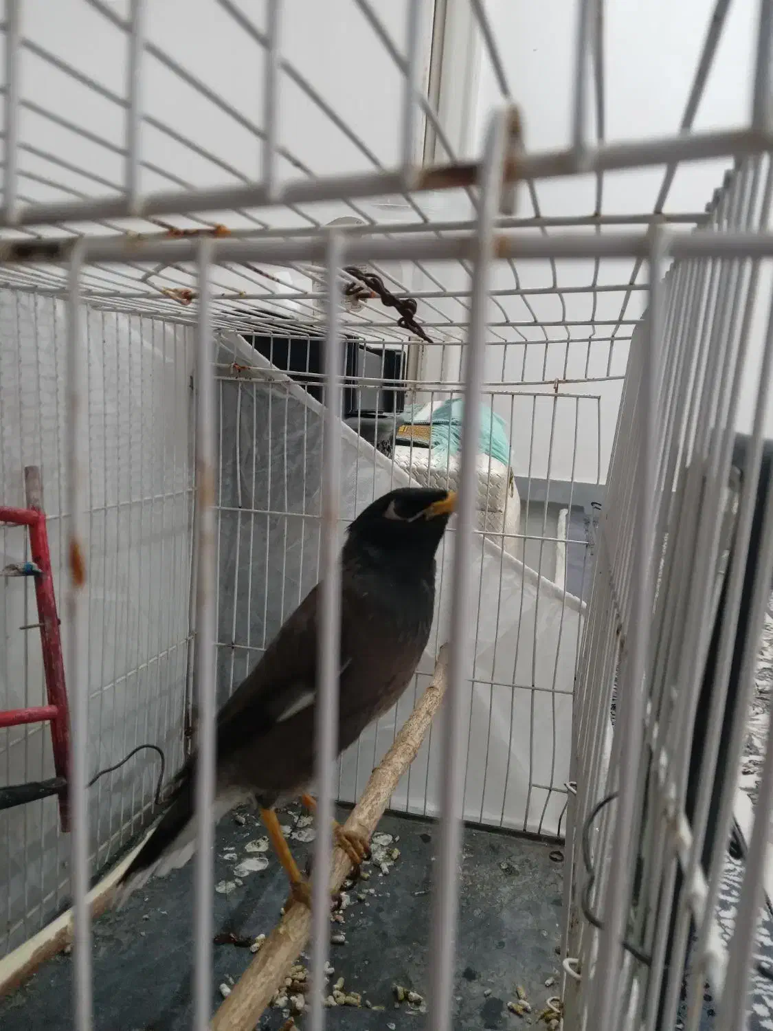 سلام یک عدد مینا ۶نیم ماهه  تازه به حرف آمده|پرنده|تایباد, |دیوار