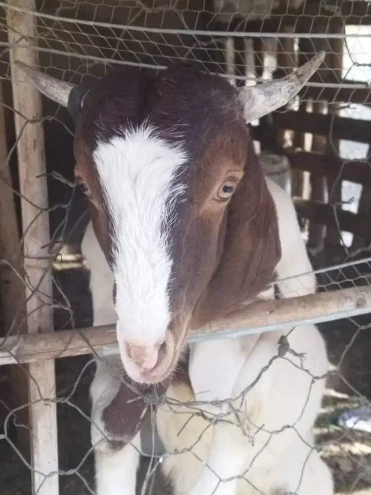 چغل گلابی|حیوانات مزرعه|دیلم, |دیوار