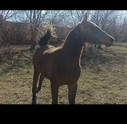 کره مادیون دوساله فروشی|اسب و تجهیزات اسبسواری|ازنا, |دیوار