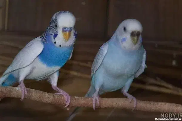 مرغ عشق|پرنده|بوکان, |دیوار